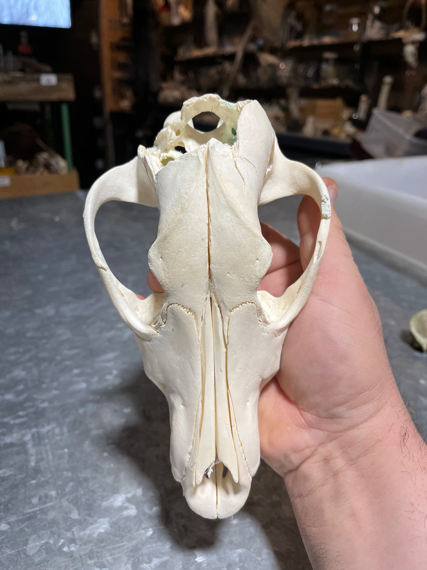 Plant Wolf Skull