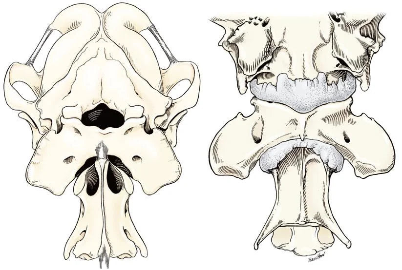 Raccoon Bones - Atlas