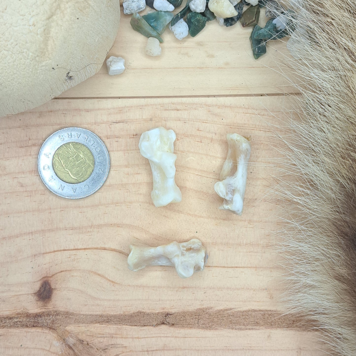 Raccoon Calcaneus