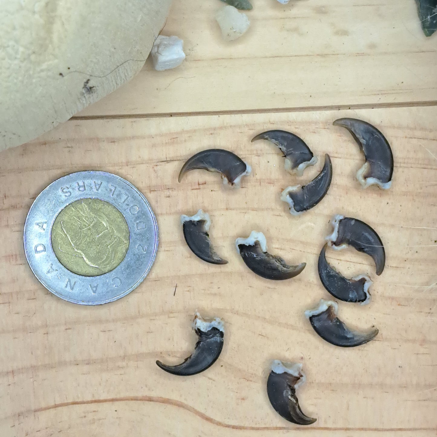 Raccoon Claws