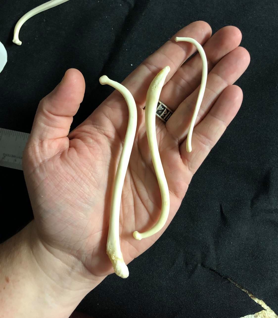 Baculum Bones