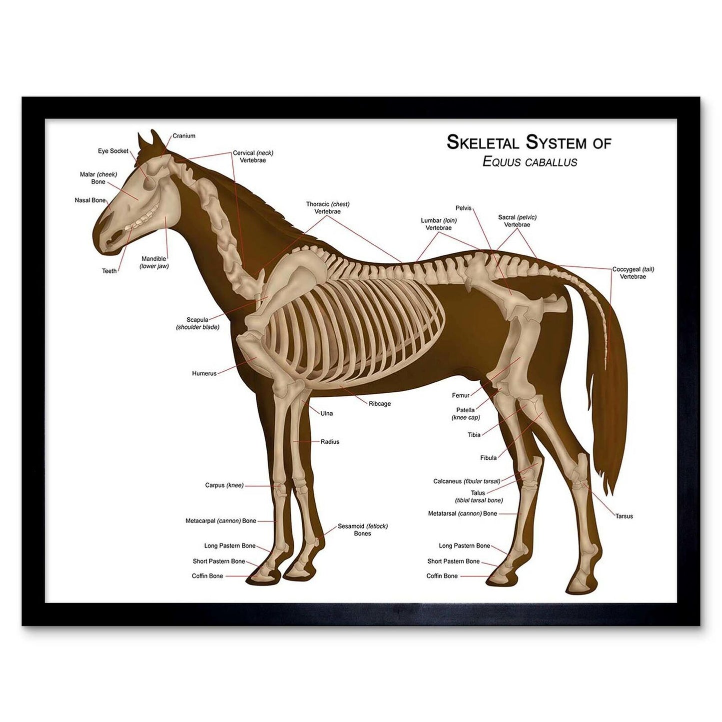Métacarpe os de cheval