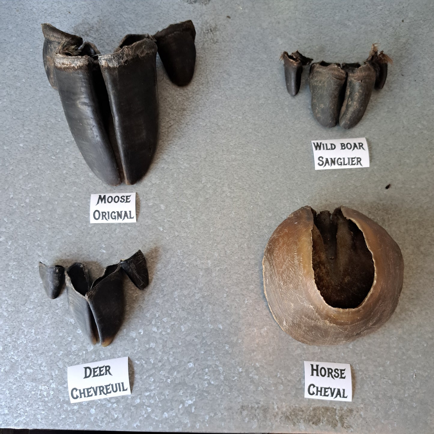 Educational kit: Hoof comparisons