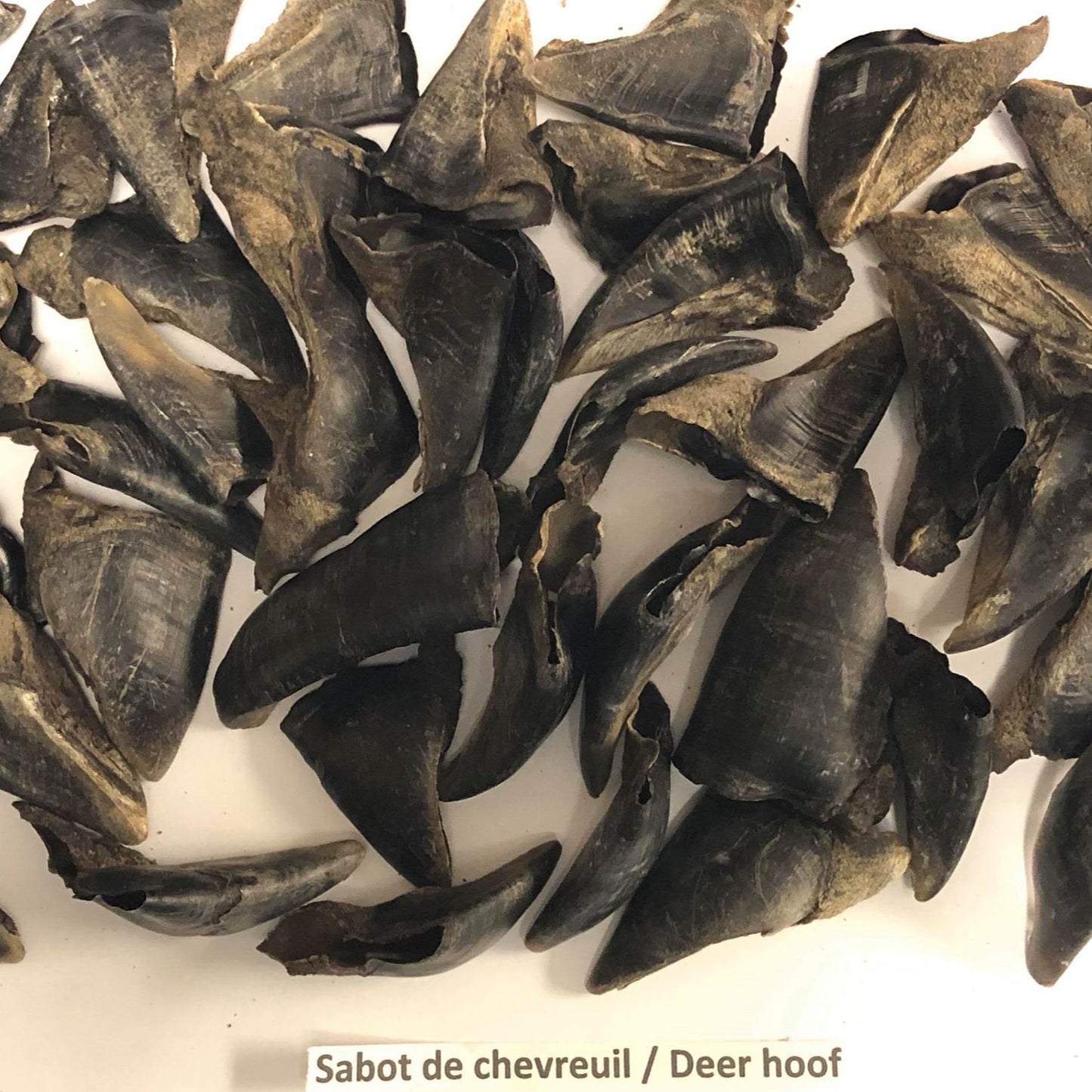 Sabots de cerf