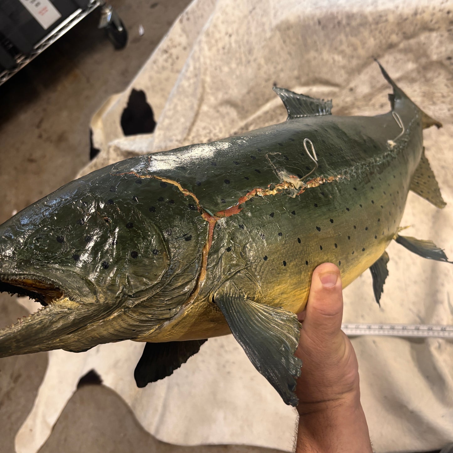 Salmon Taxidermy Wall Mount
