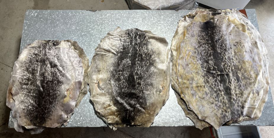 Ring Seal Skins, Small