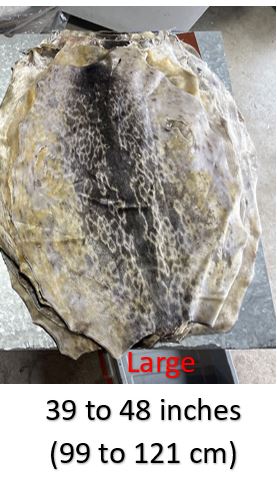 DEAL - Seal Skins - Large