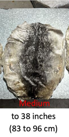 DEAL - Seal Skins - Medium