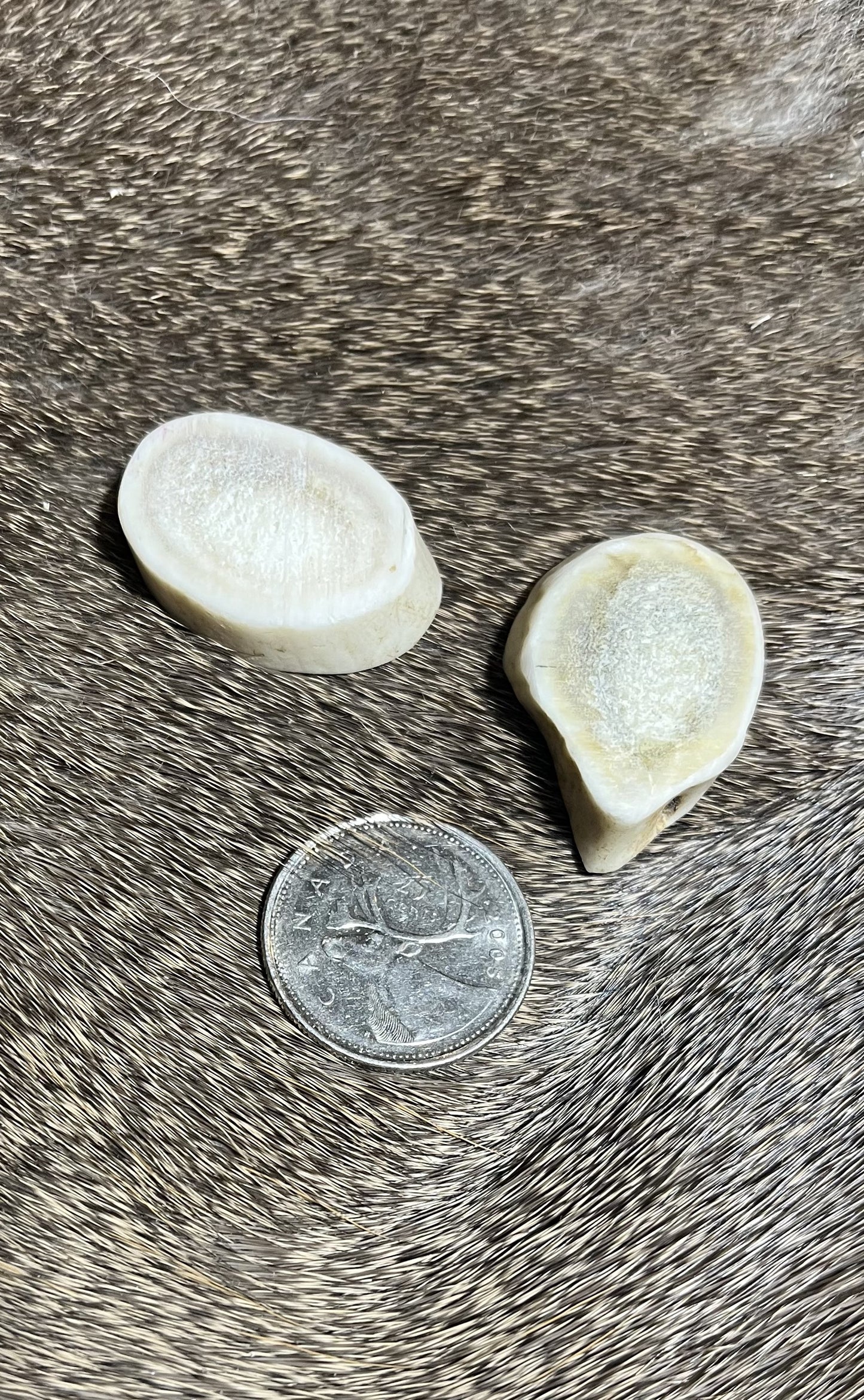Deer Antler Slices