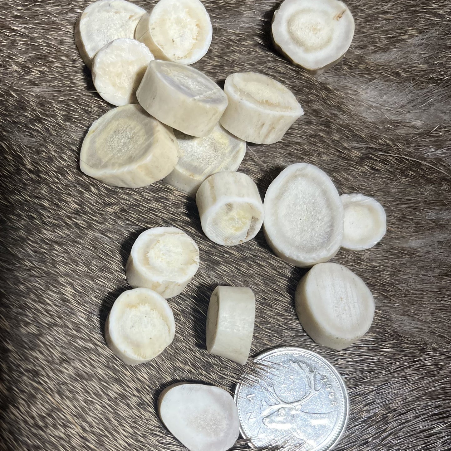 Deer Antler Slices
