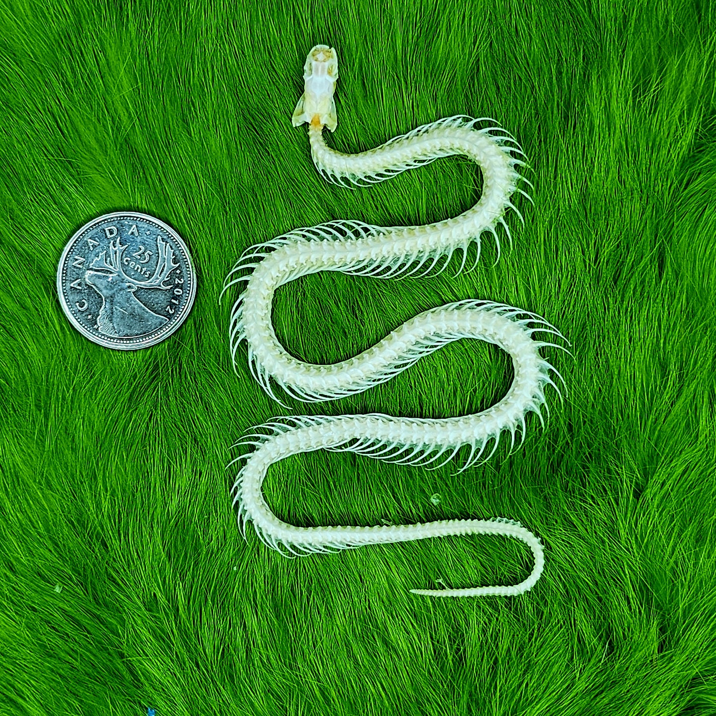 Small snake skeleton