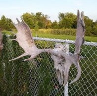 Moose Skull