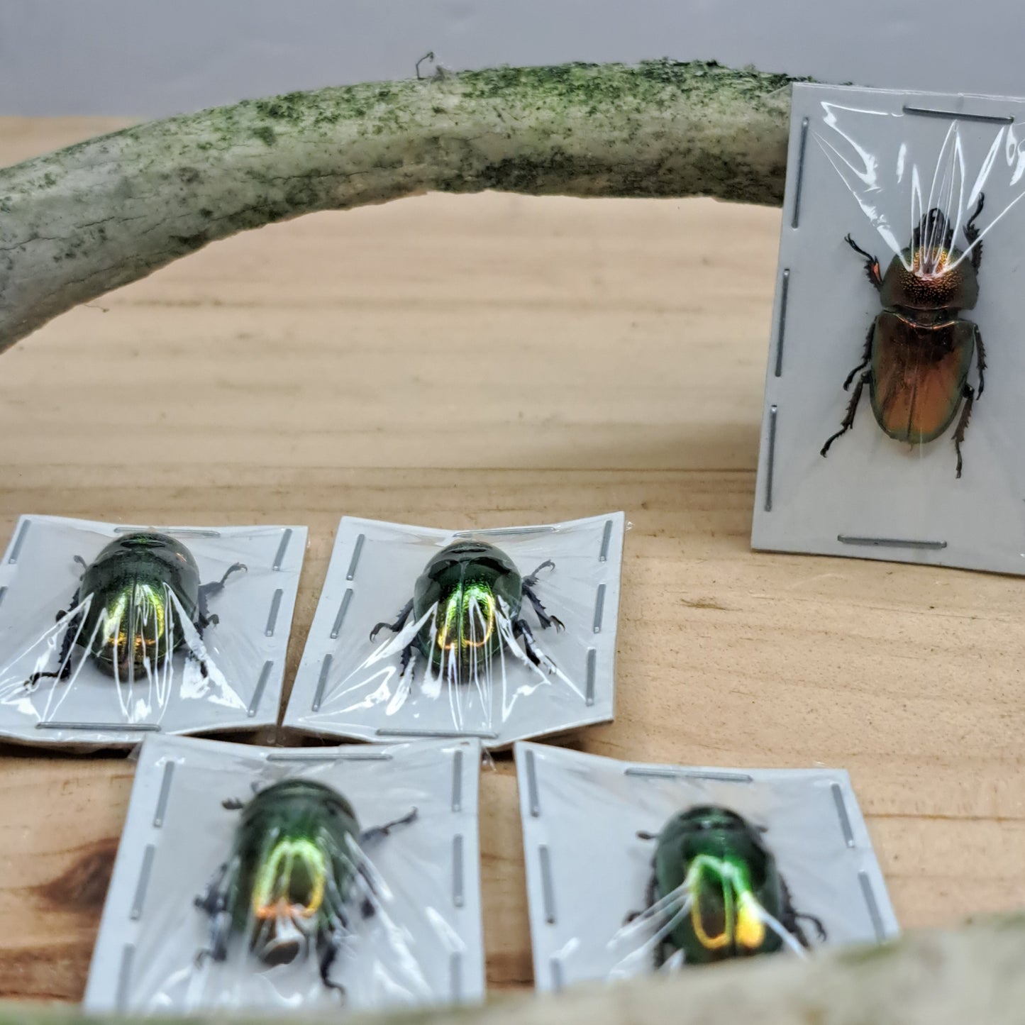 Thaumastopus striatus (unmounted)