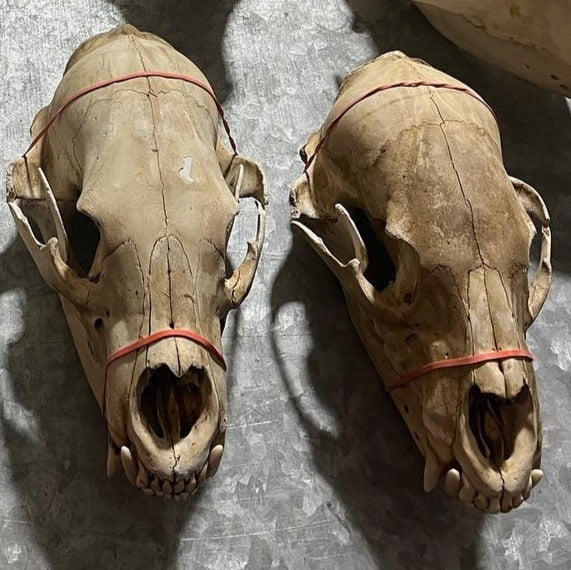 Black Bear Skull - Complete, natural