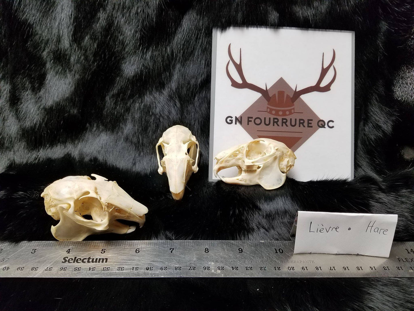 Hare Skull