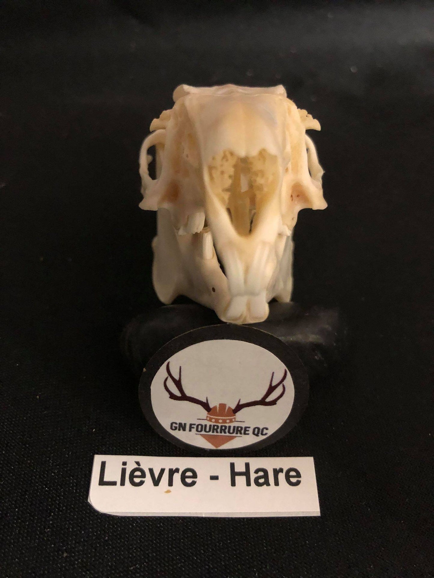 Hare Skull