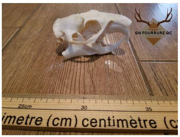 Hare Skull