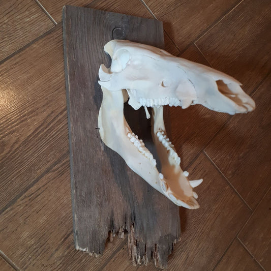Wild Boar Skull On Wooden Plate - made to order