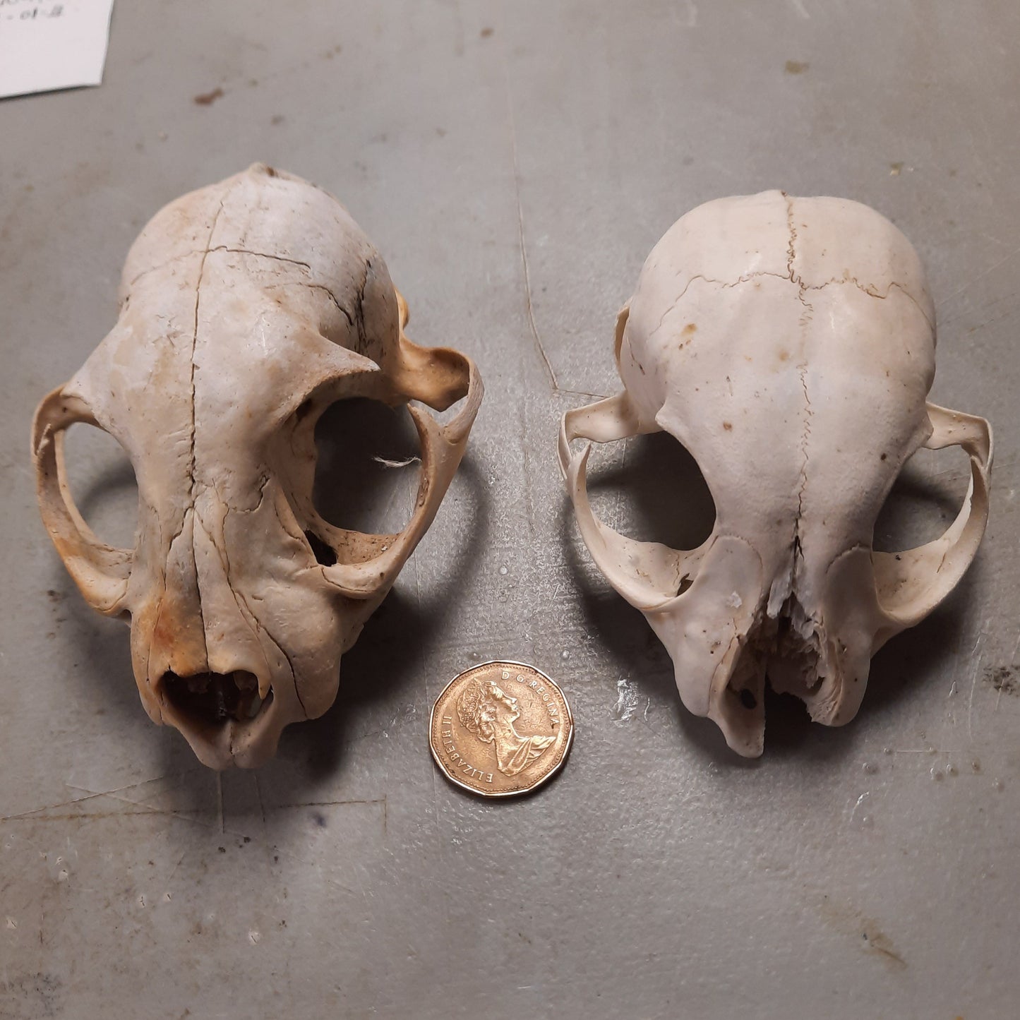 Naturally cleaned canadian lynx skull