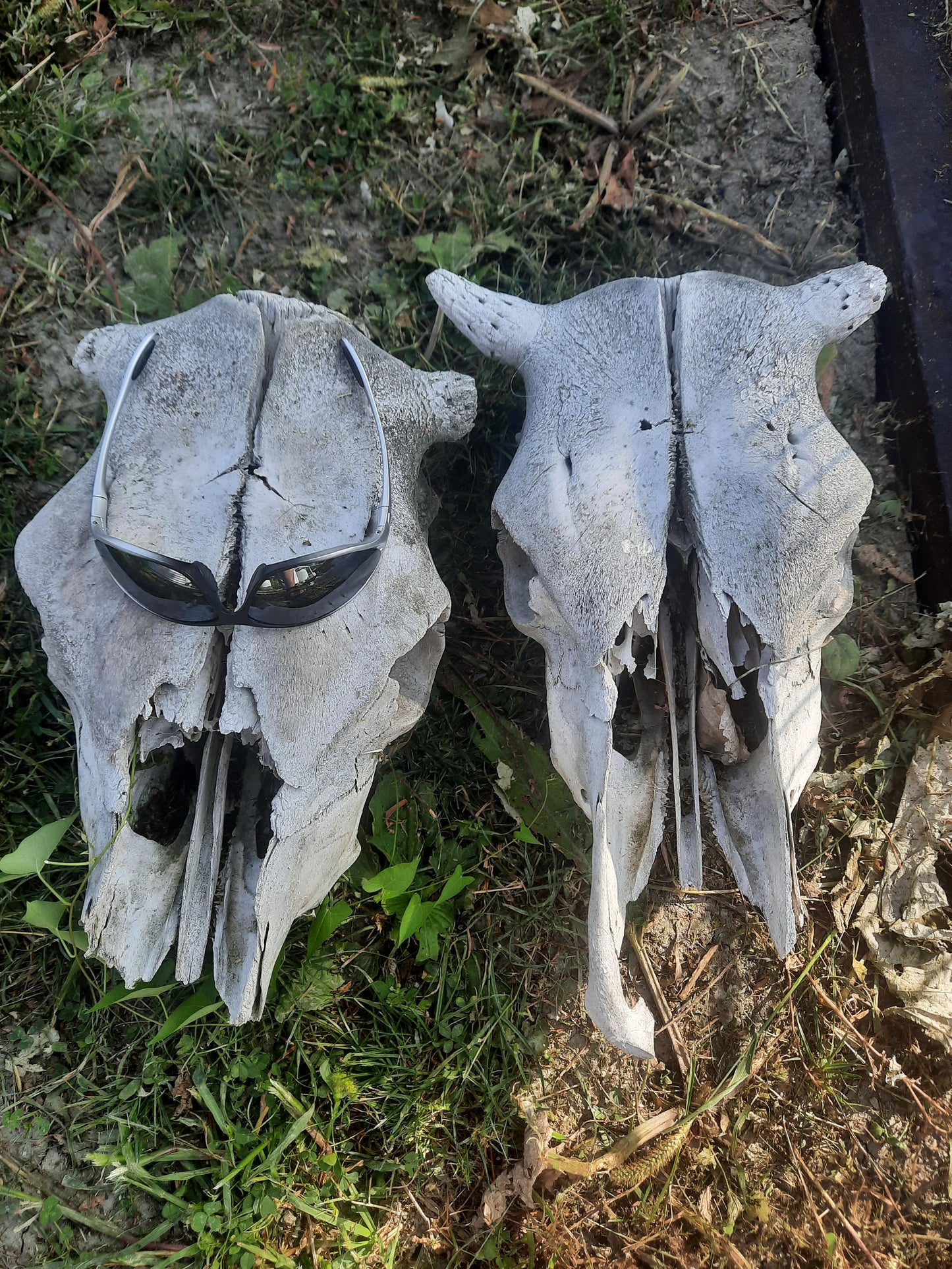 Natural Beef Skull