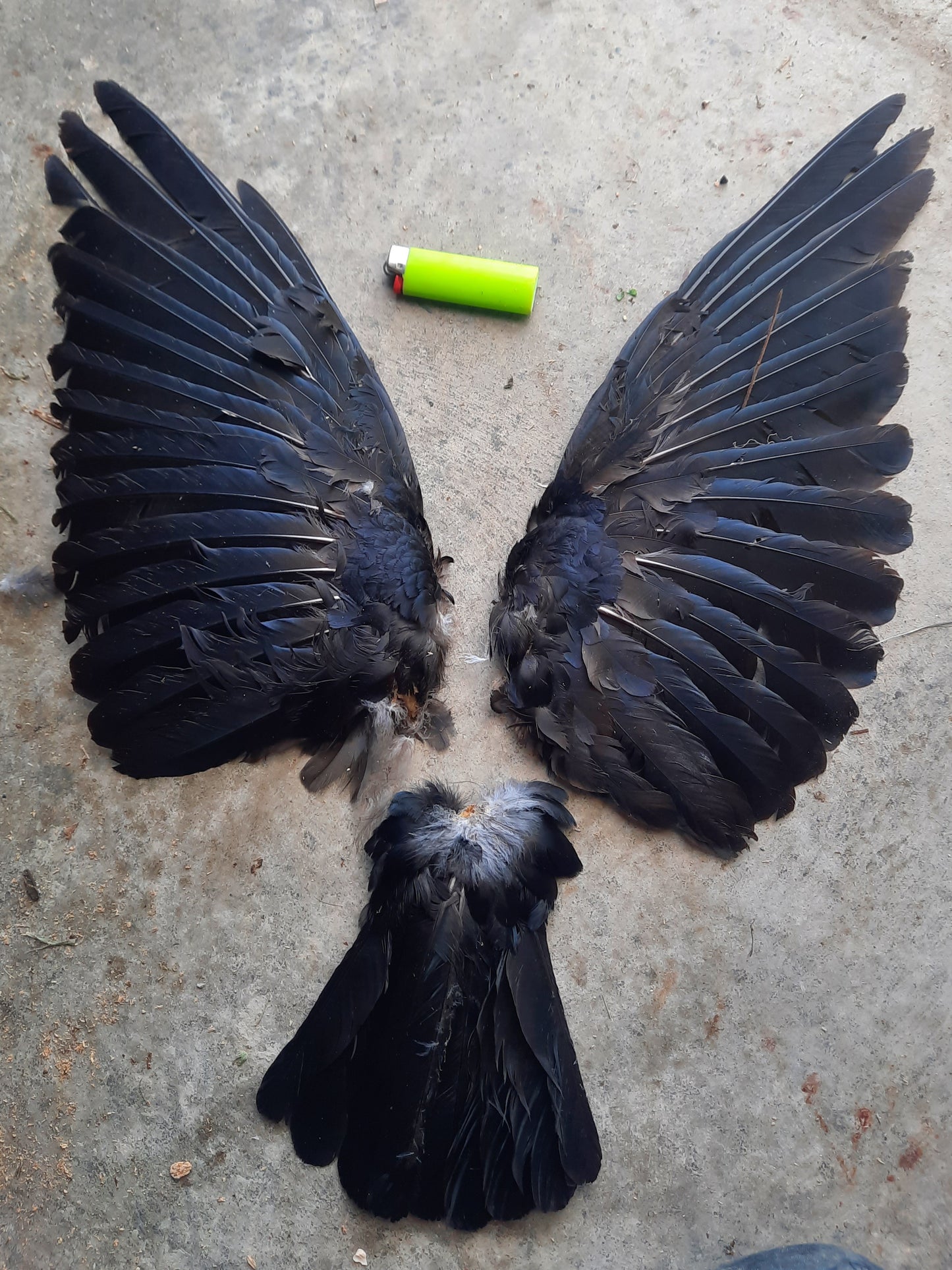Ailes de corneille
