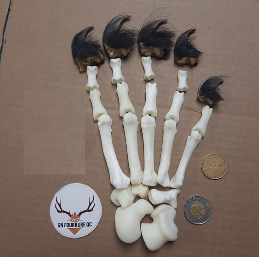 Bear Bones - Full paw