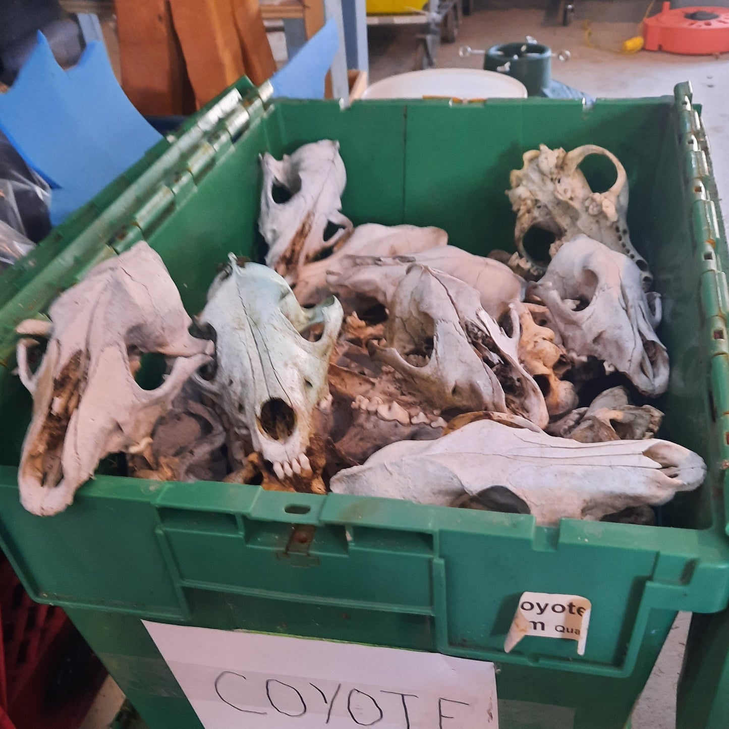 Crâne de coyote édenté