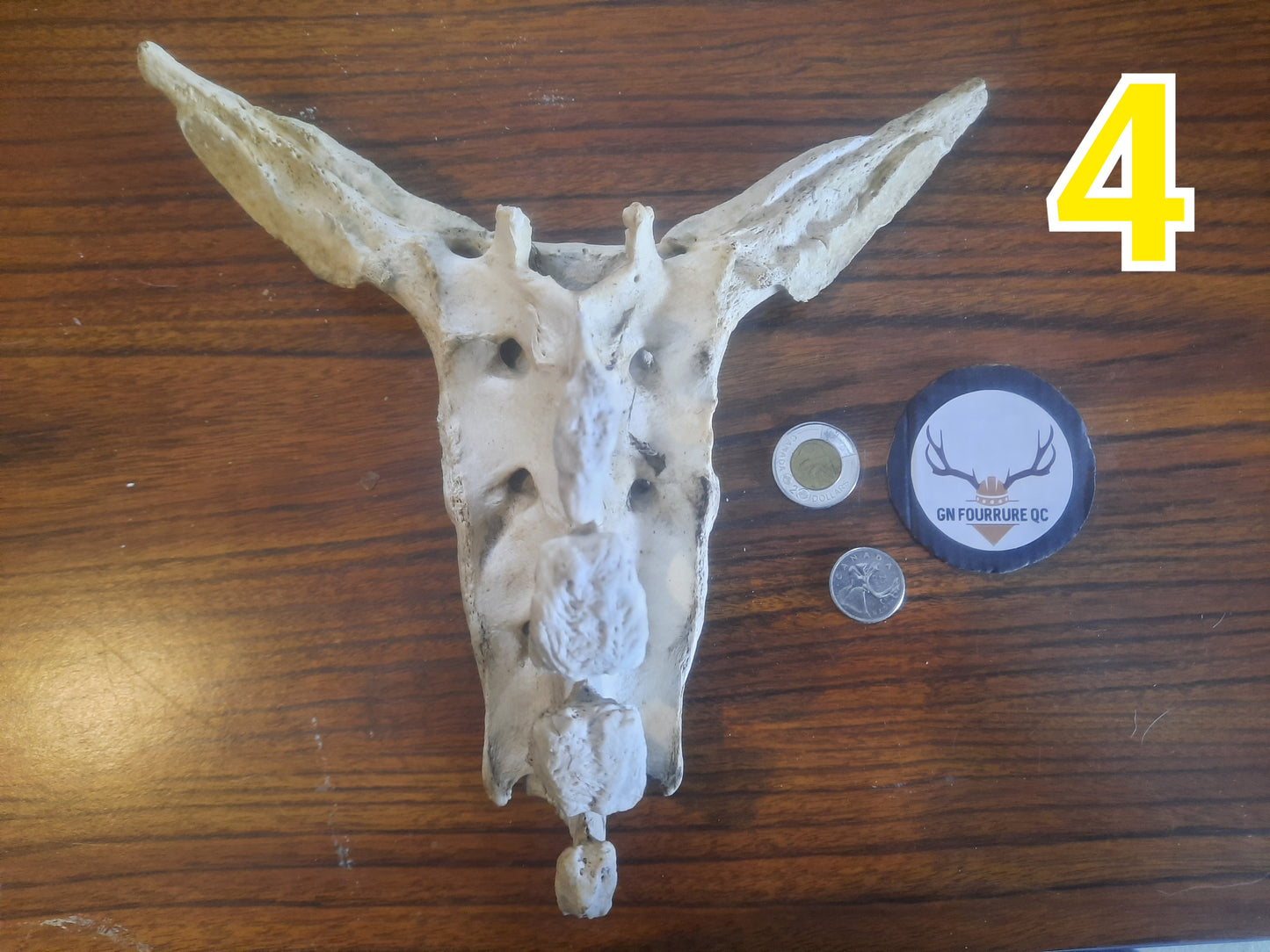 Os du sacrum animal