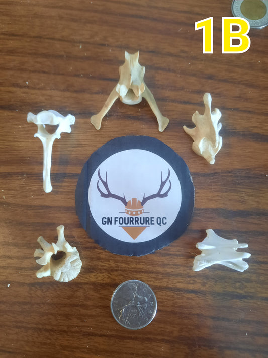 Vertebra Bone