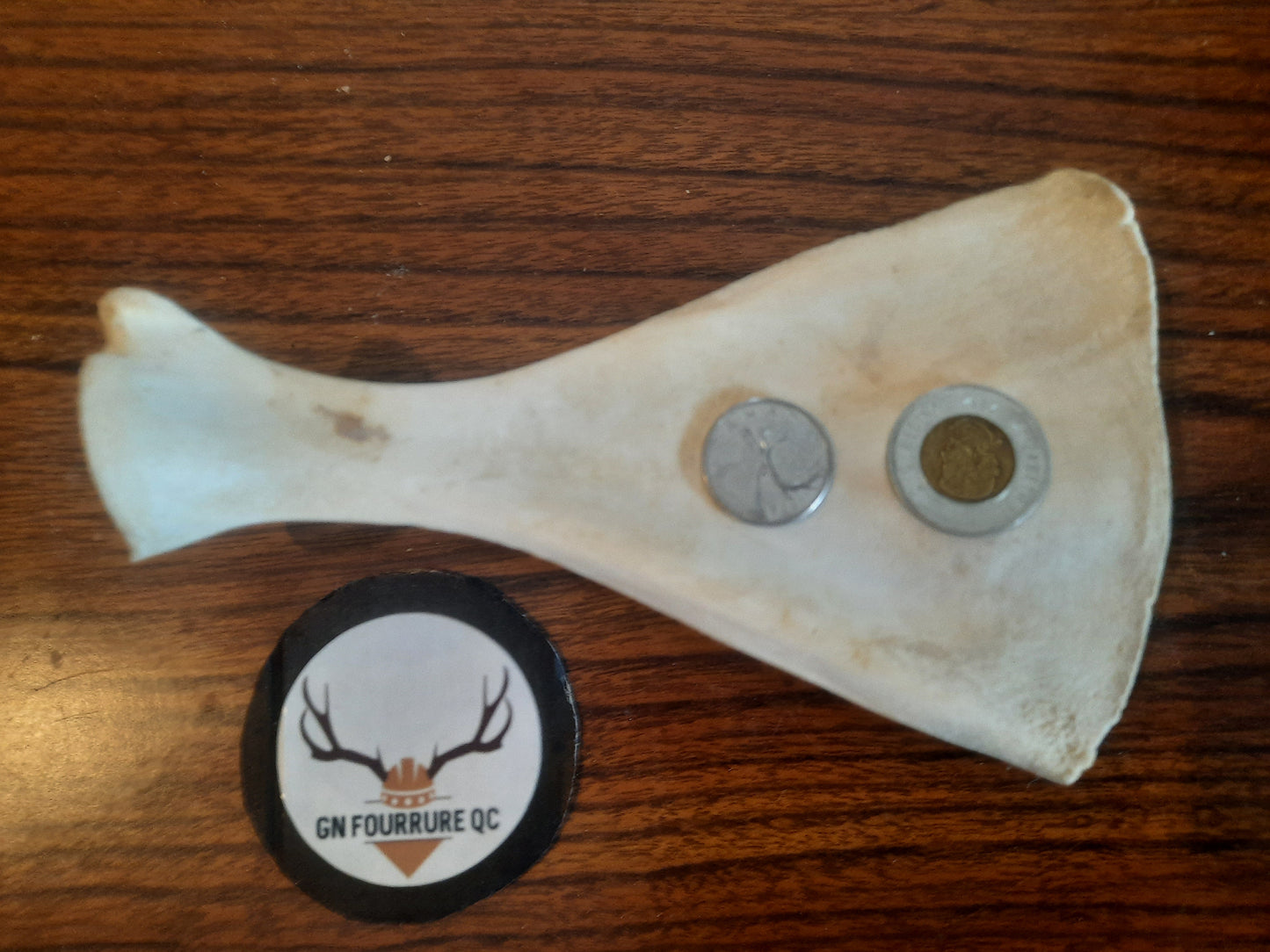 Shoulder Blade, Bone