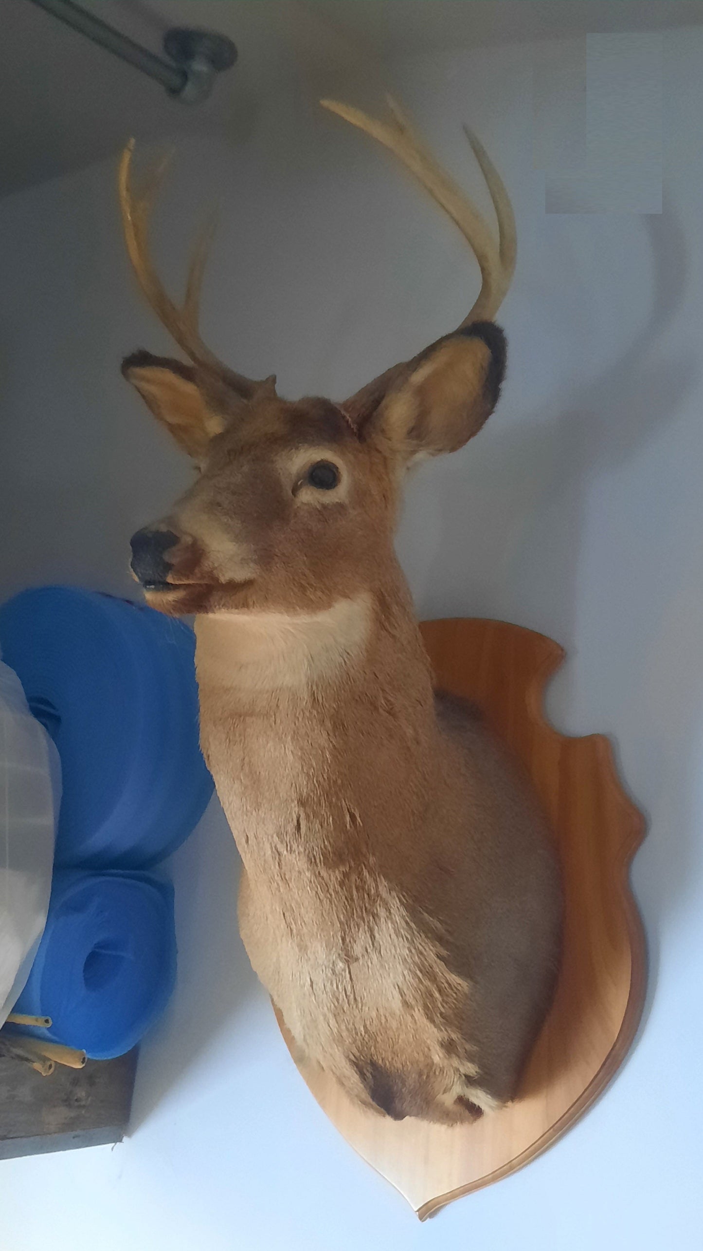 Canadian Deer Taxidermy Mounts