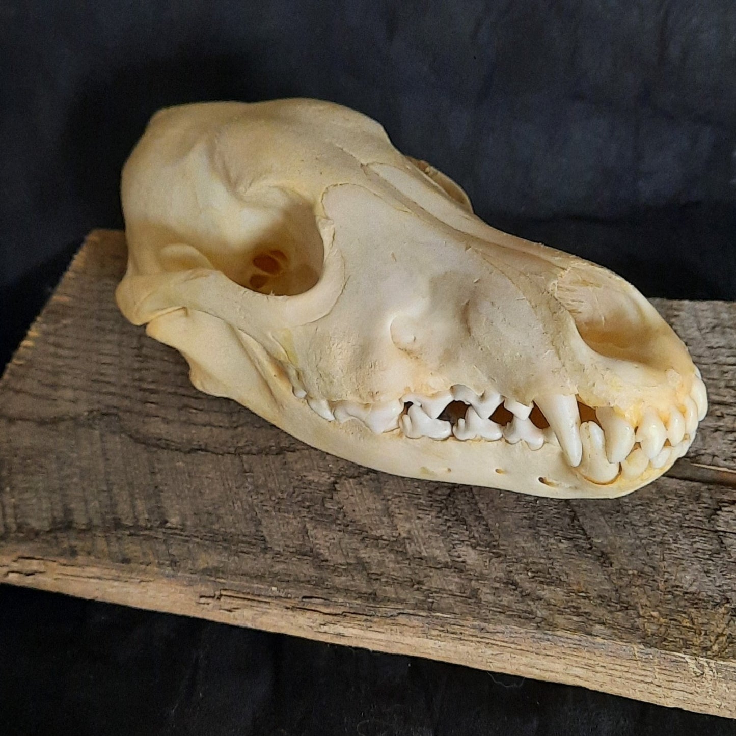 Crâne de loup blanchi