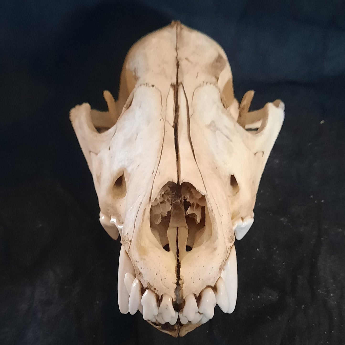 Wolf Skull Natural or Damaged