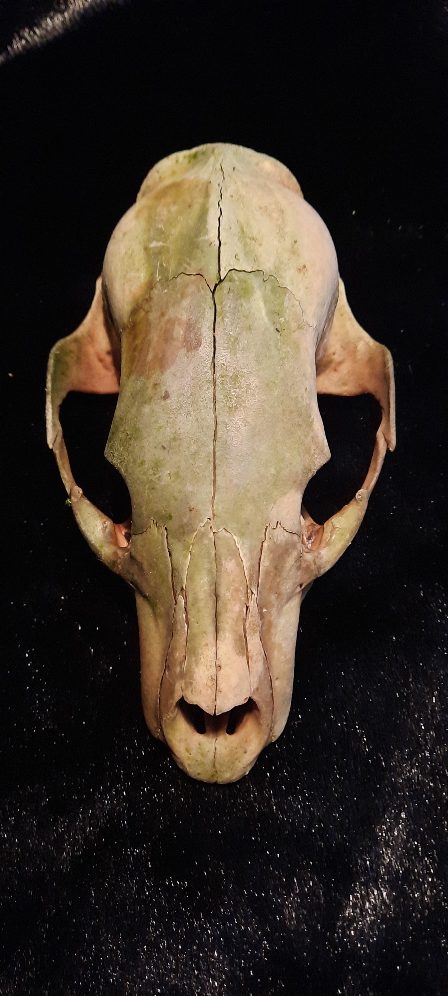 Natural black bear skulls (no teeth no jaw)