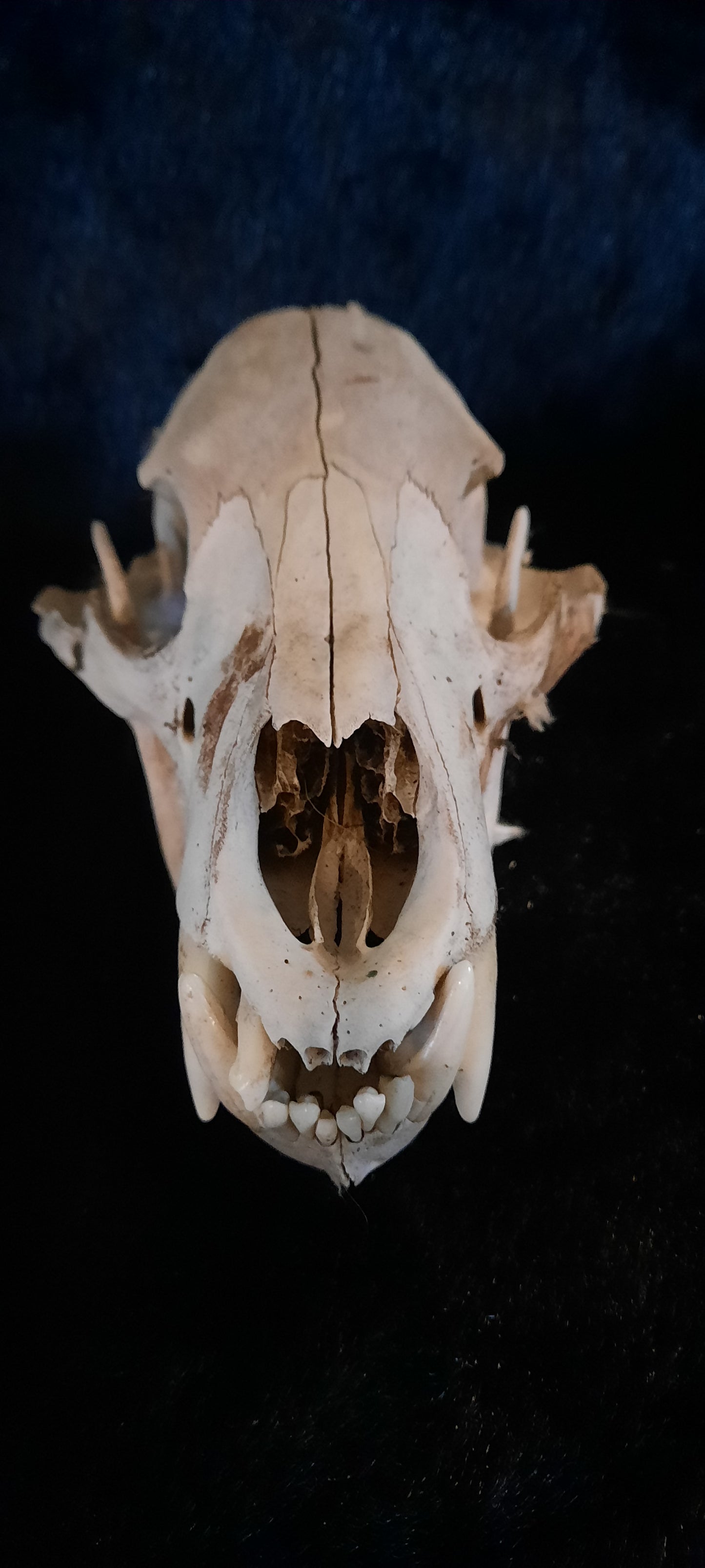 Natural Black Bear Skulls With Some Lost Small Teeth