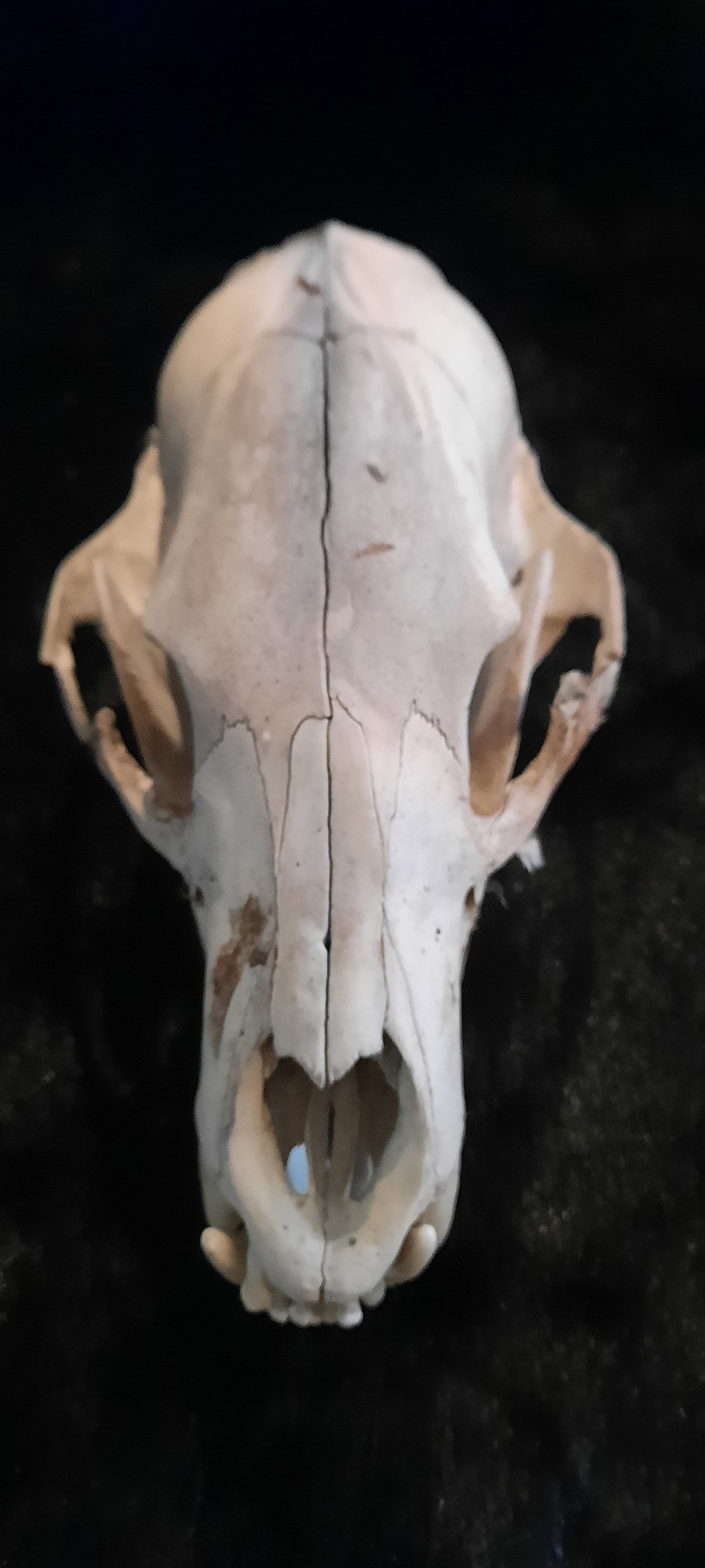 Natural Black Bear Skulls With Some Lost Small Teeth