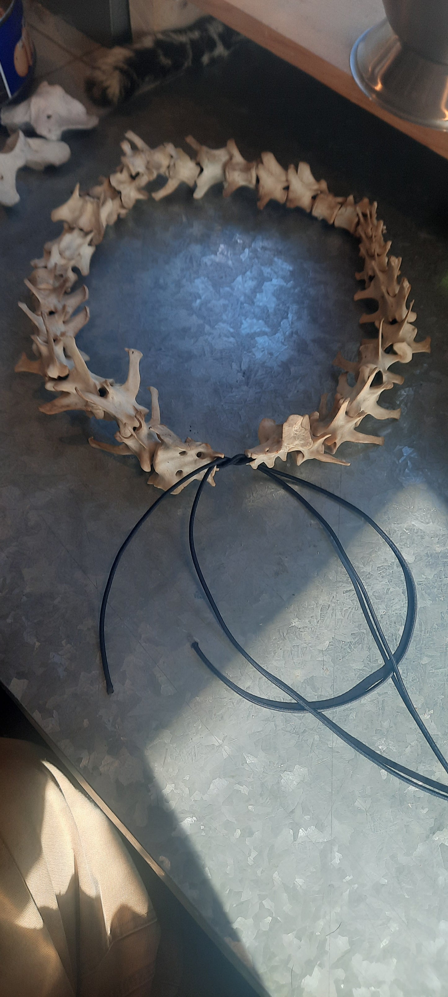 Ceinture osseuse pour vertèbres, Coyote