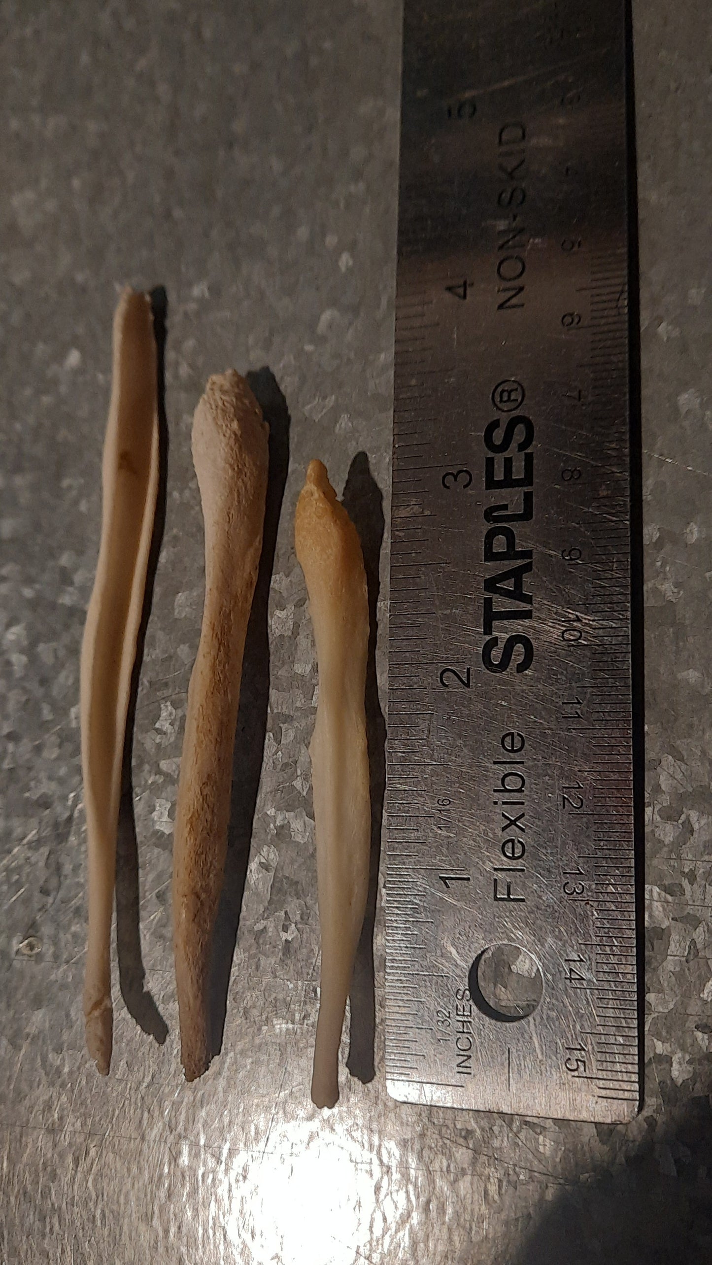 Little Wolf Baculum