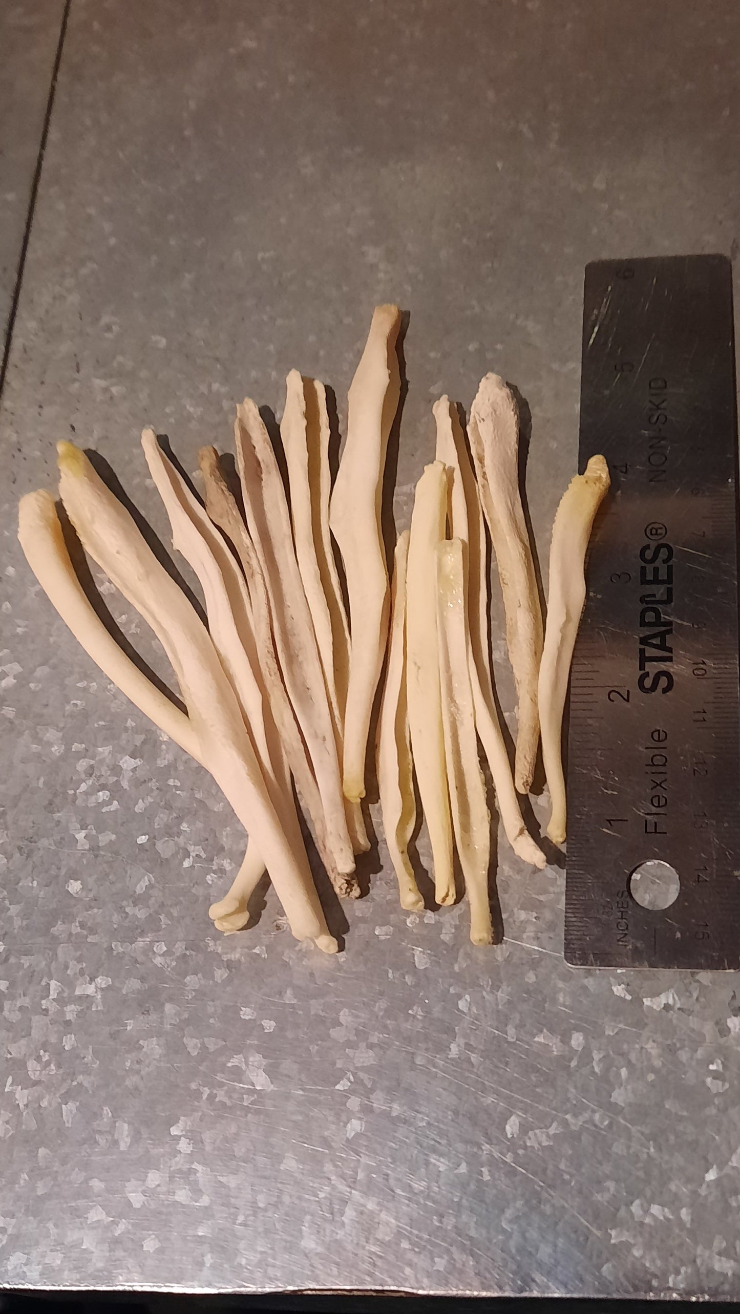 Baculum du Grand Loup