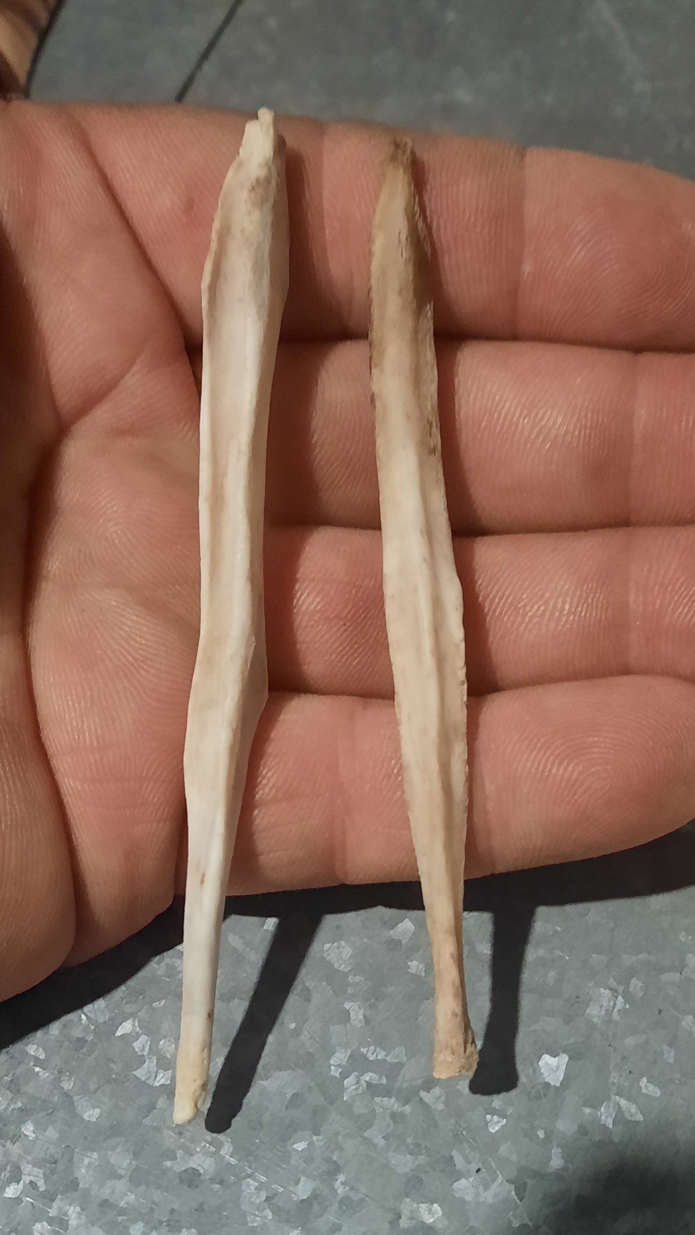 Baculum du Grand Loup