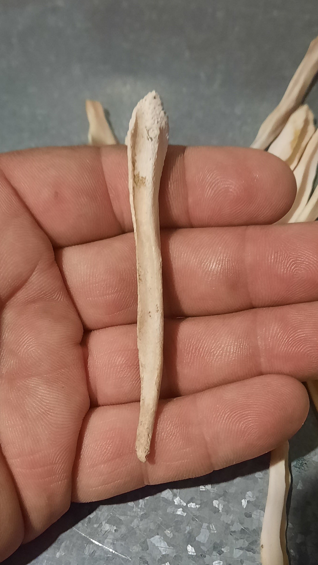 Medium Wolf Baculum