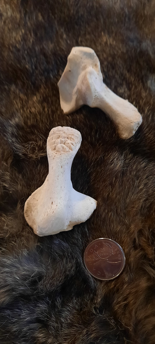 Bear Bone - Calcaneus Heel Bone