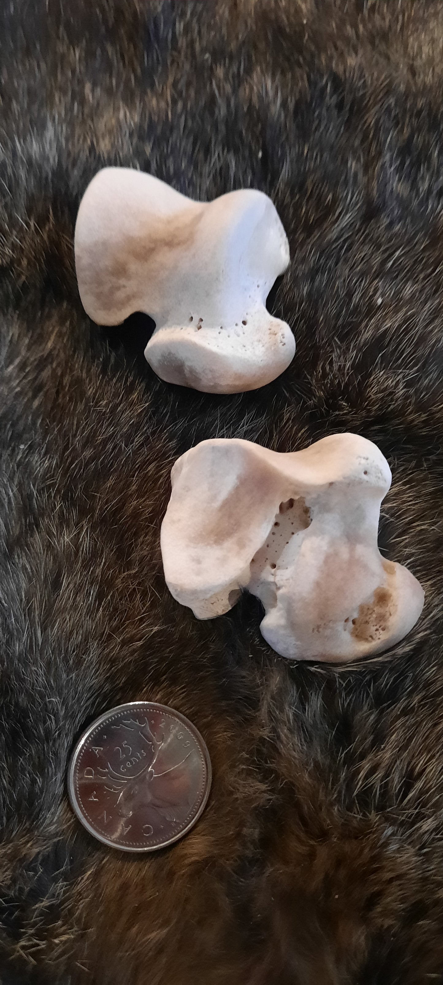 Bear Wrist Bone - Talus