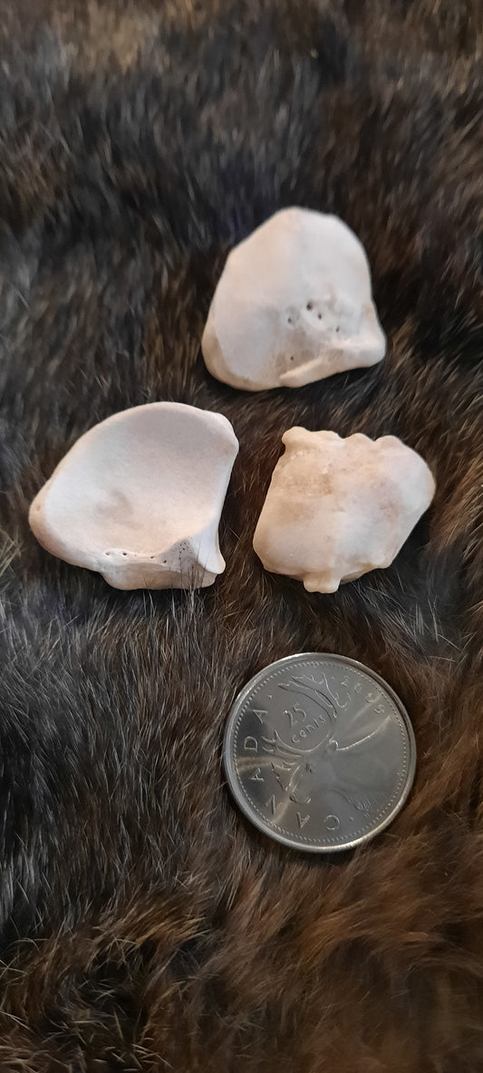 Bear Bone - Navicular Ankle Bone