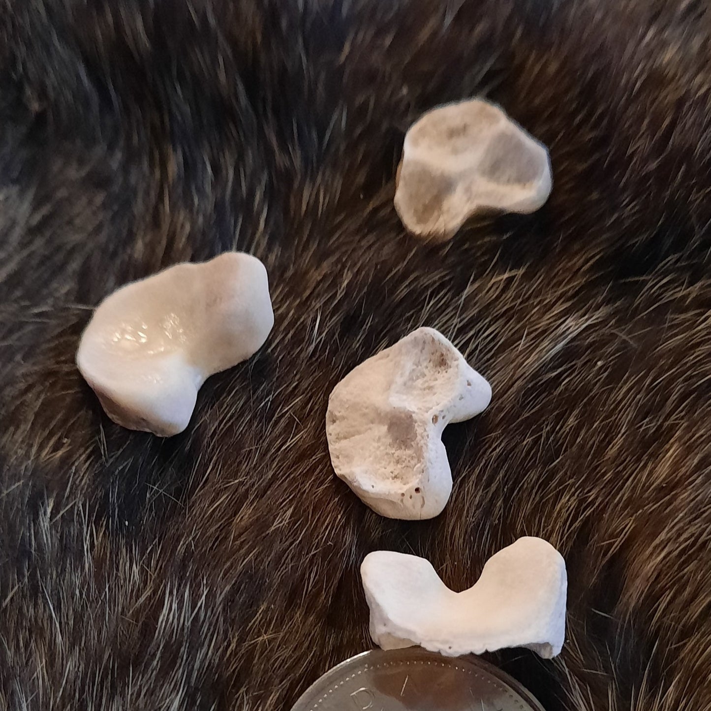 Bear bone - Phalangial bases