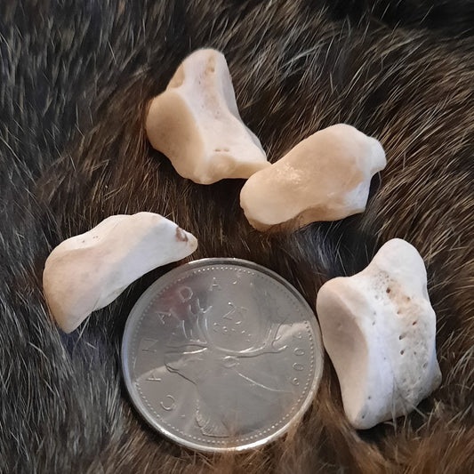 Bear Bones - Medial Cuneiform