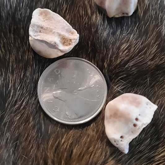 Bear Bone - Metacarpal epicondyles