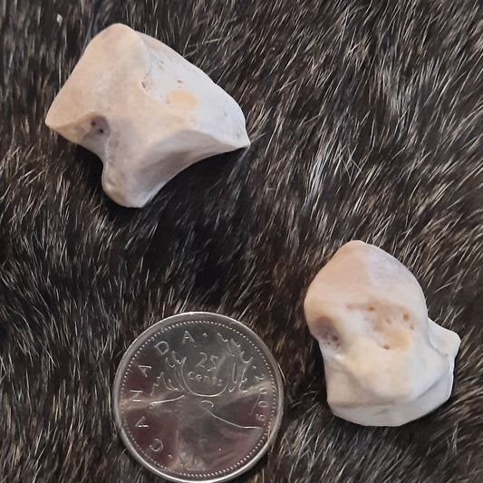Bear Bone - 4th carpal