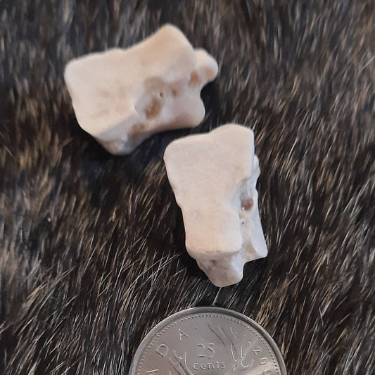 Bear Bone - Lateral cuneiform (Runic)