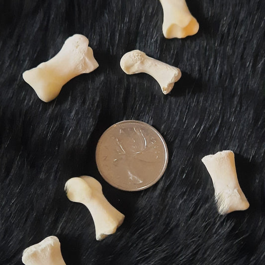 Bear Bones - Medial Phalanges